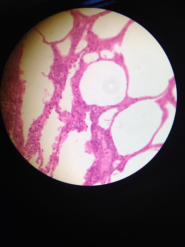 Microscopic Views It S More Fun In Anaphy